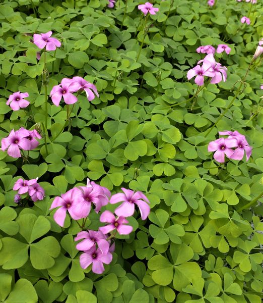 Oxalis articulata 'Pink Pillow'